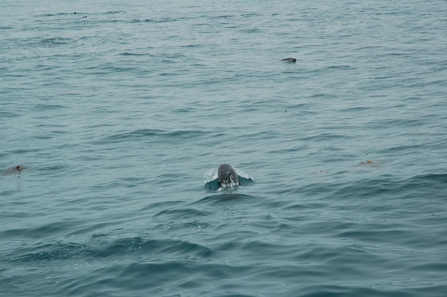 192   30 01   Kaikoura